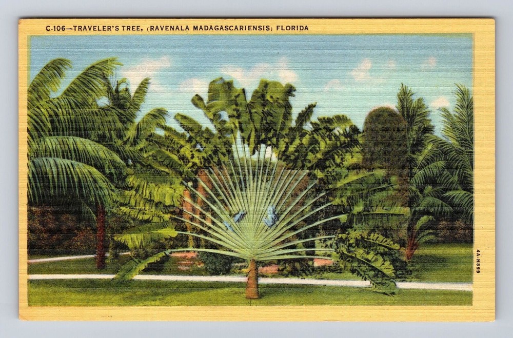 FL- Florida, Traveler's Tree, Antique, Vintage Souvenir Postcard
