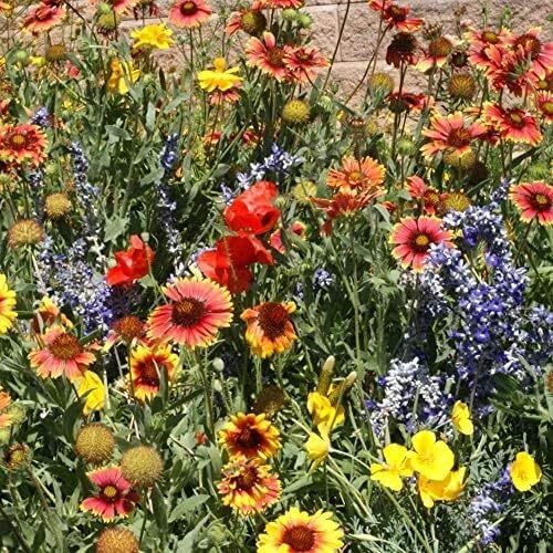 Dryland Wildflower Seed Mix - 1 lb. Colorful Blend of Drought Tolerant, Annua...