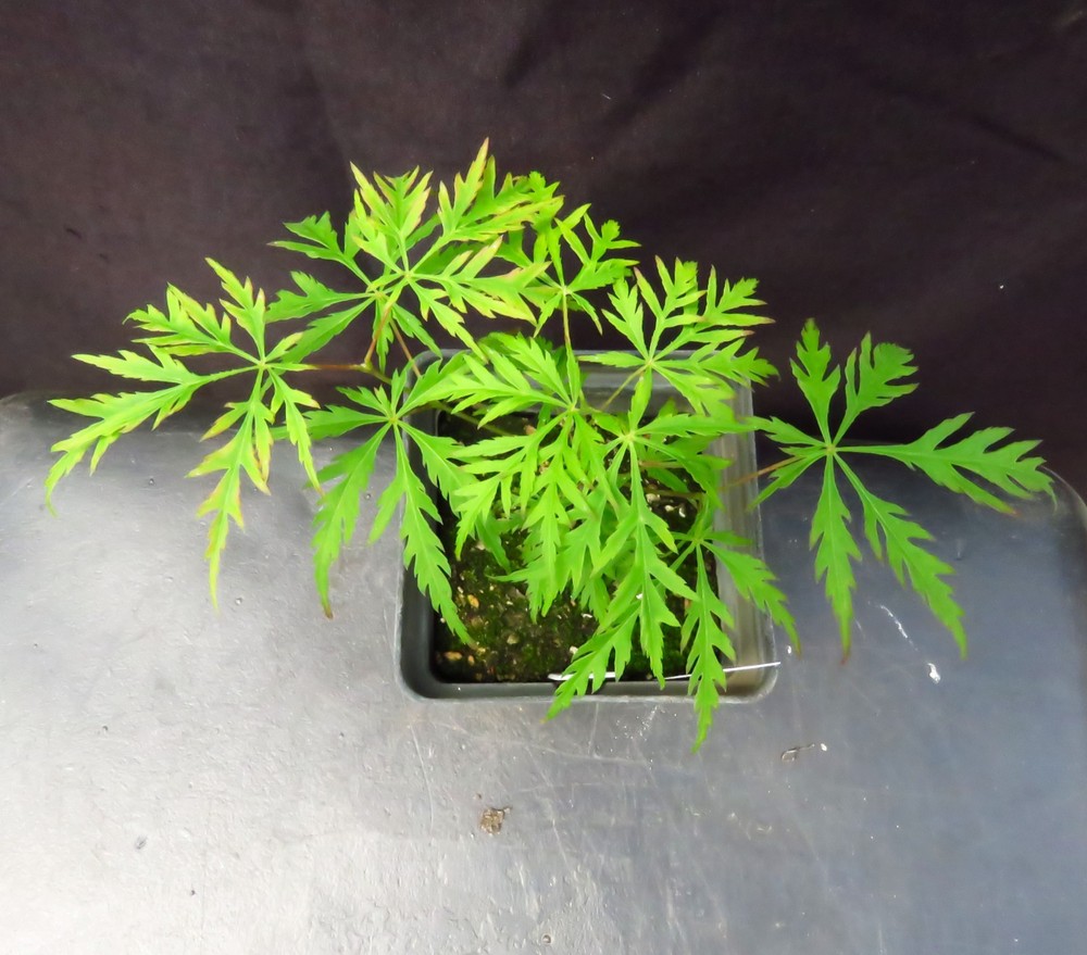 Seed-Grown Acer Palmatum 'Ki Hachijo' Japanese Maple Laceleaf Tree 6