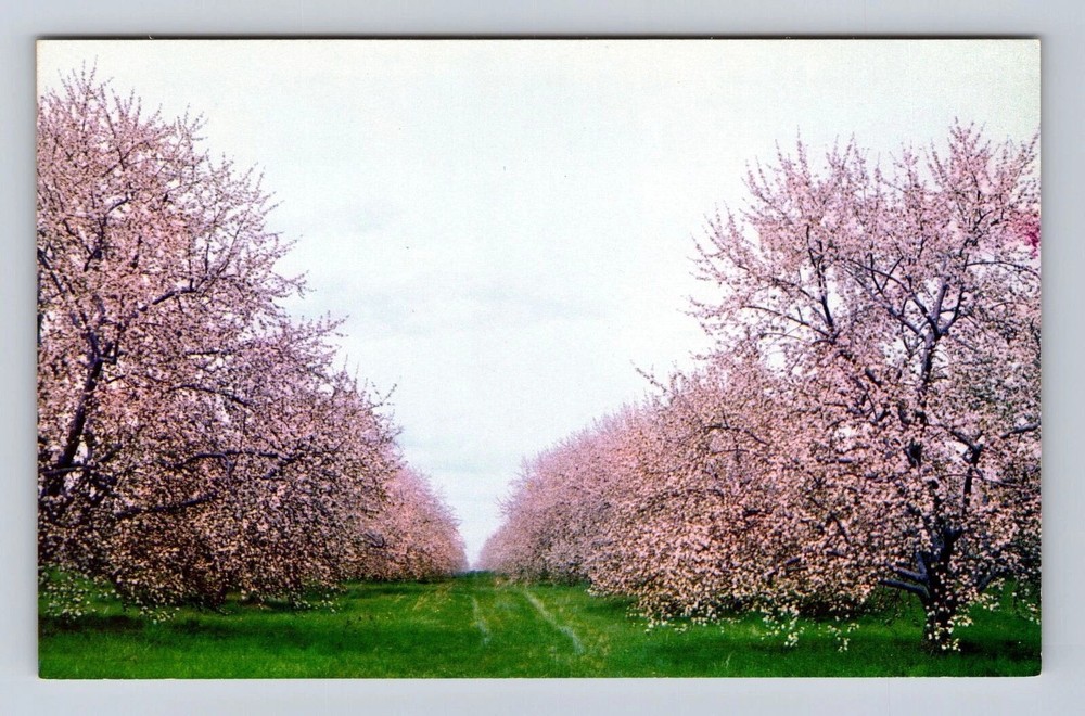 Winchester VA-Virginia, Field of Apple Blossoms, Antique Vintage Postcard