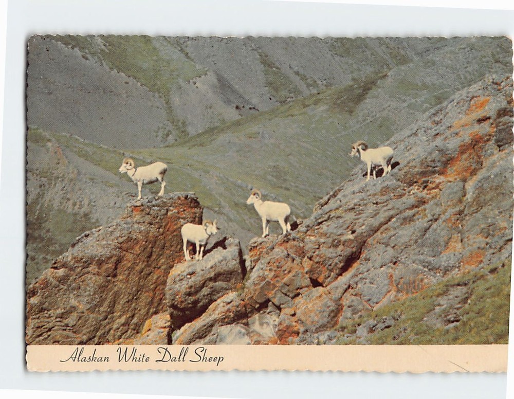 Postcard Alaskan White Dall Sheep Alaska USA