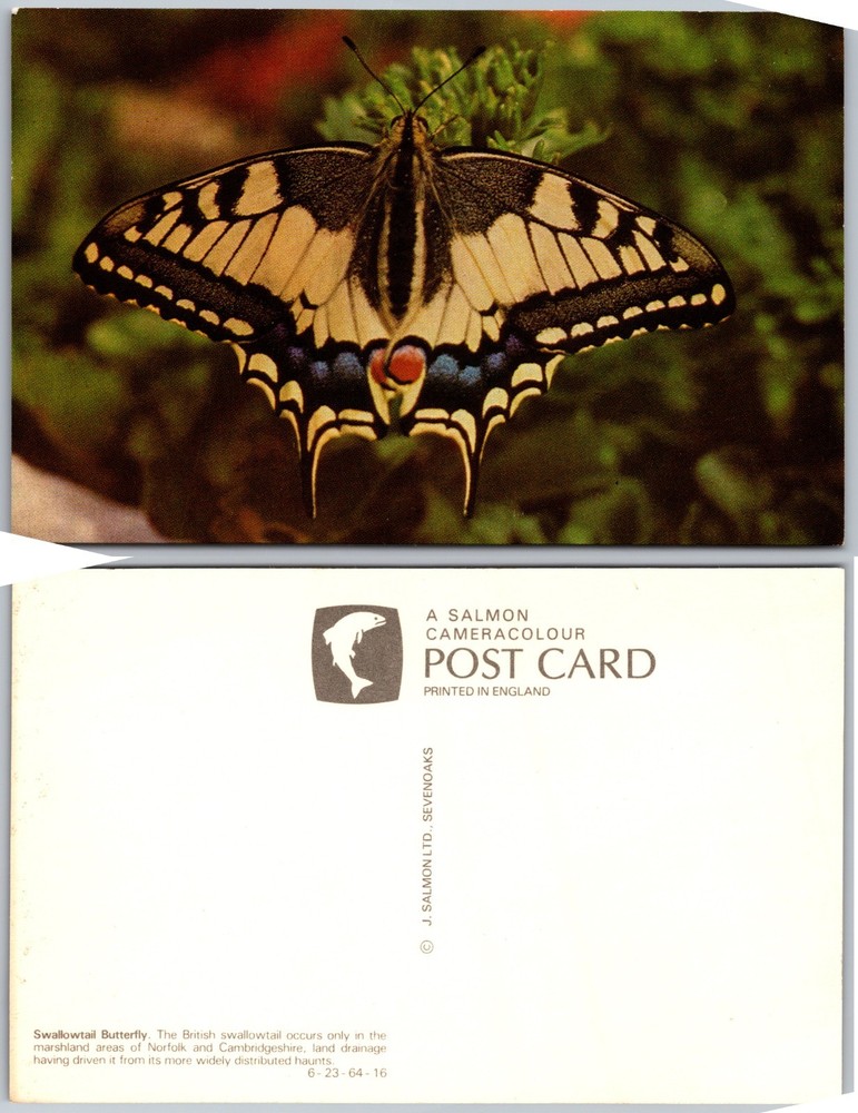 Swallowtail Butterfly Postcard