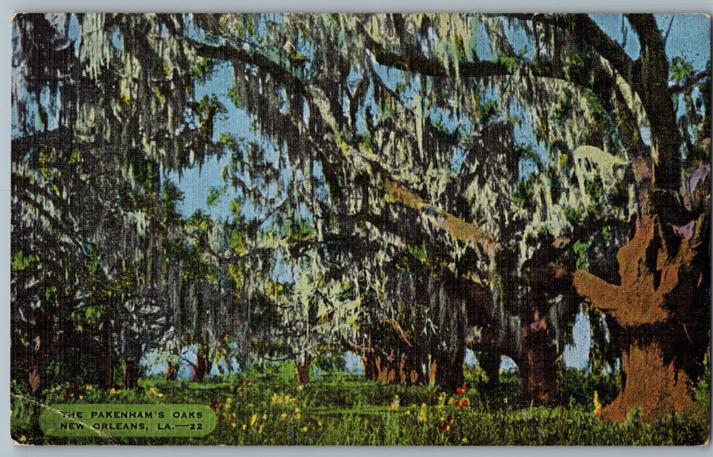 Louisiana New Orleans The Pakenham’s Cathedral of Oaks Linen Postcard