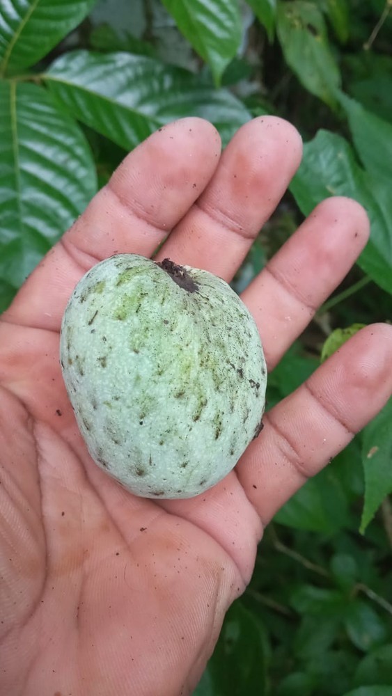 Annona Hayesii  - Hayes' Custard Apple