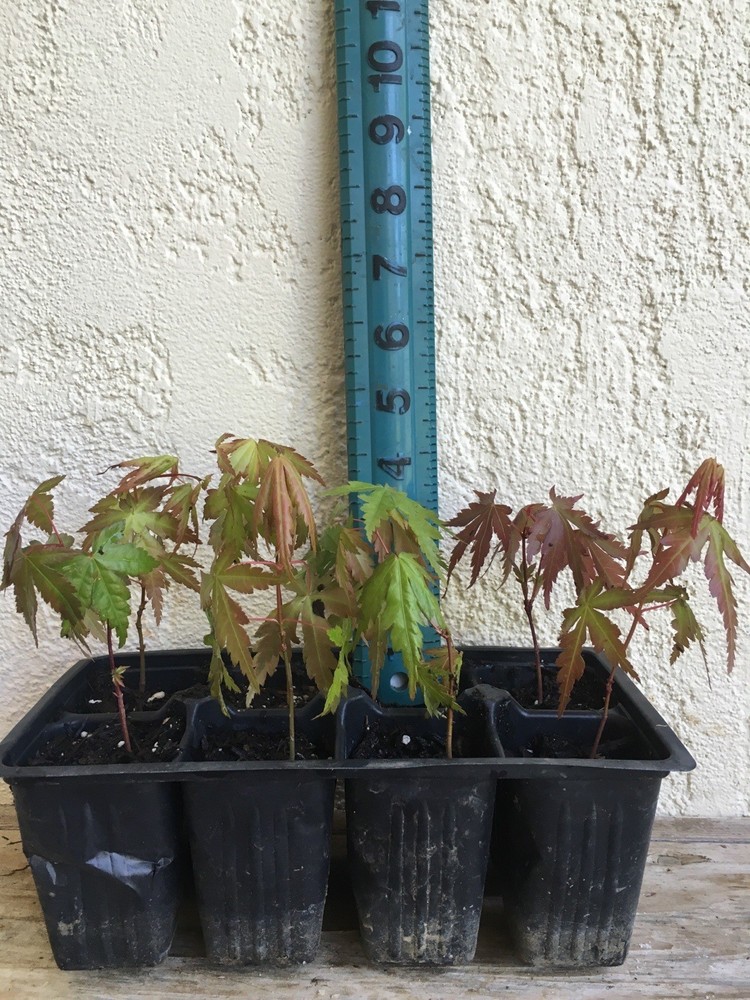 Six 3” -4” Pre Bonsai Japanese Maple Seedlings Acer Palmatum-image