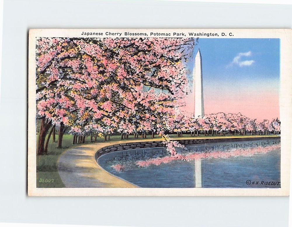 Postcard Japanese Cherry Blossoms Potomac Park Washington DC USA