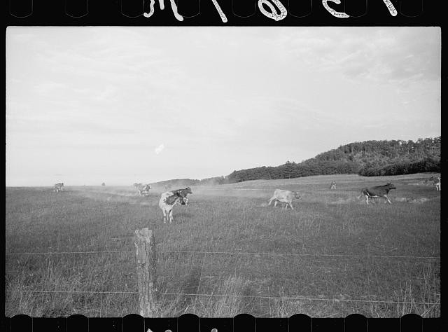 Photo:1930s Cattle Grazing Pasture Farm Field Rural Landscape