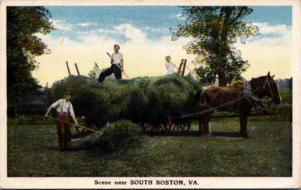 South Boston VA Hay Harvest Farm Scene Postcard Divided Back 1907-1915