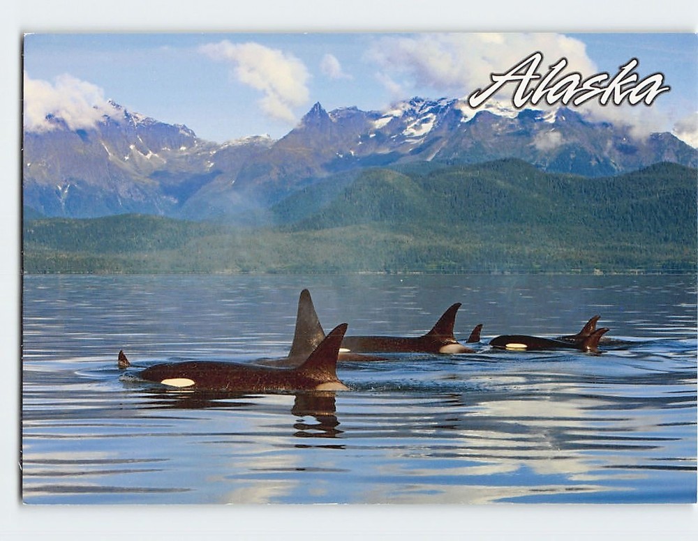 Postcard Orca Whales Lynn Canal Alaska USA