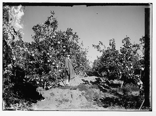 Photo:Orange grove, with figure