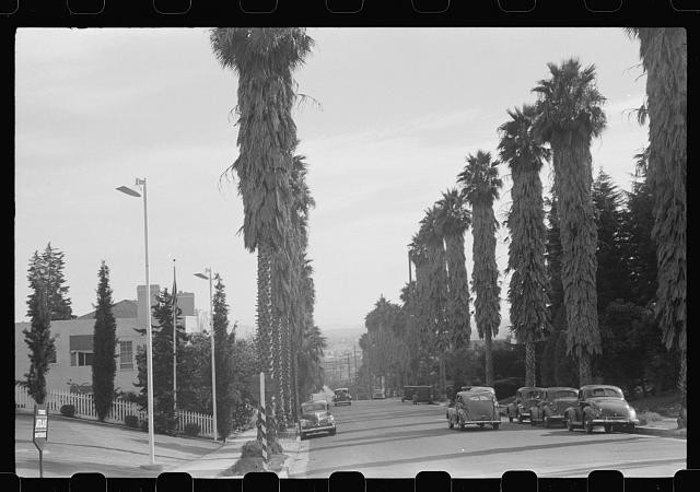 Photo:Palm Tree Street Los Angeles California 1930s Cars Roadway
