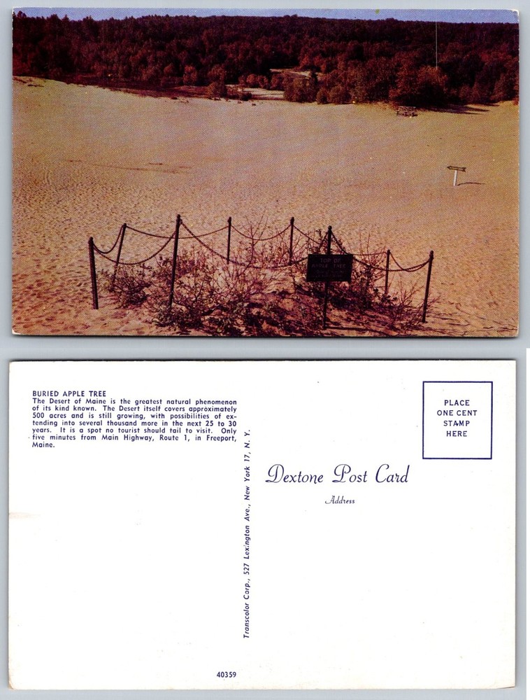 Vintage Dextone Postcard: Desert of Maine, Freeport - Buried Apple Tree