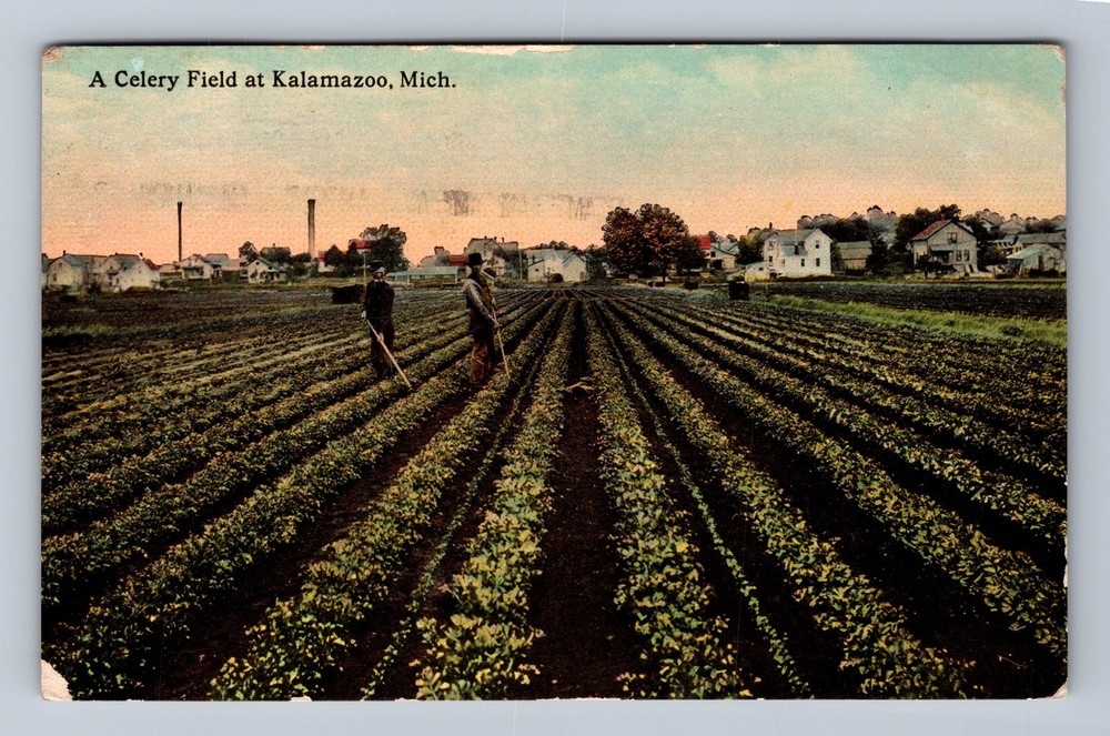 Kalamazoo MI- Michigan A Celery Field Vintage c1913 Postcard