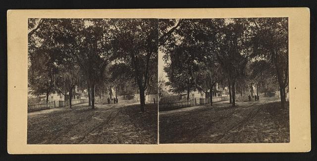Photo:Jacksonville, Fla. Live oak grove
