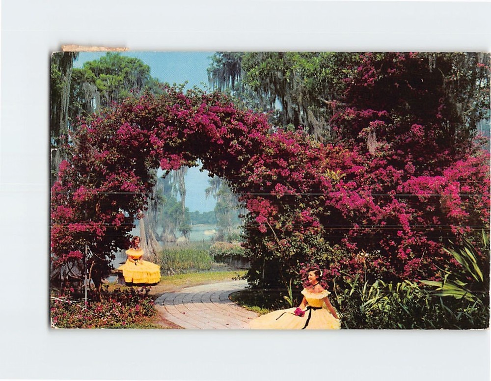 Postcard Arbor of Purple Bougainvillea at Florida Cypress Gardens USA