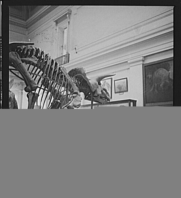 Photo:Museum Dinosaur Skeleton Exhibit 1900s Interior