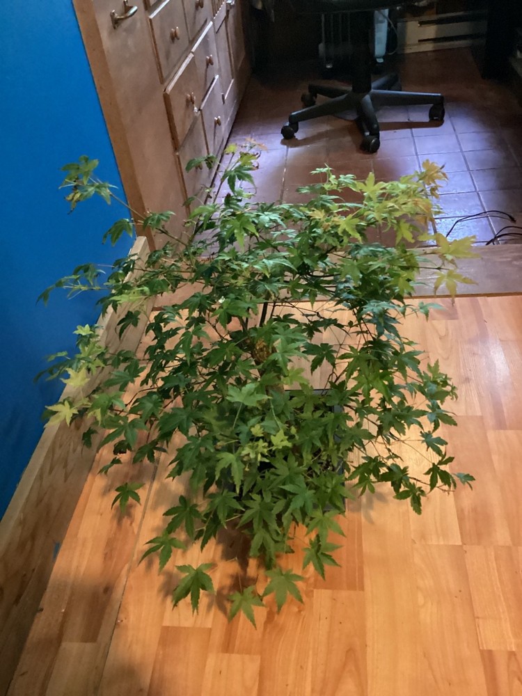 5-Year-Old Japanese Maple Acer Palmatum Bonsai Tree-image