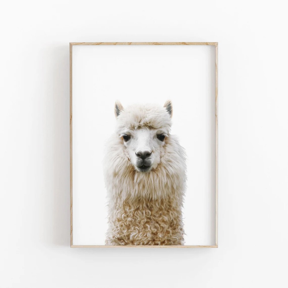 Llama Animal Wall Art Poster Premium Quality Choose your Size