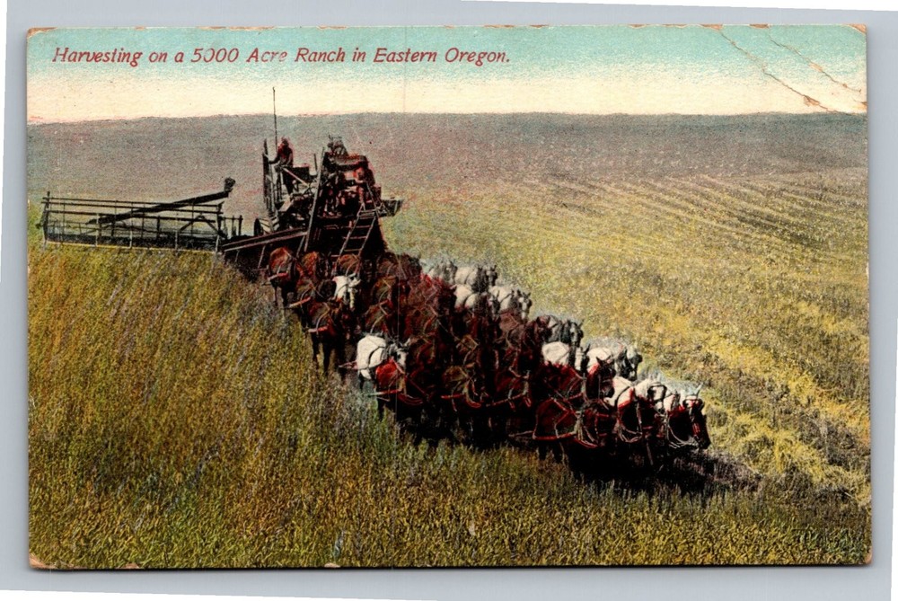 1911 Eastern Oregon Ranch Harvesting Horse Drawn Combine Postcard