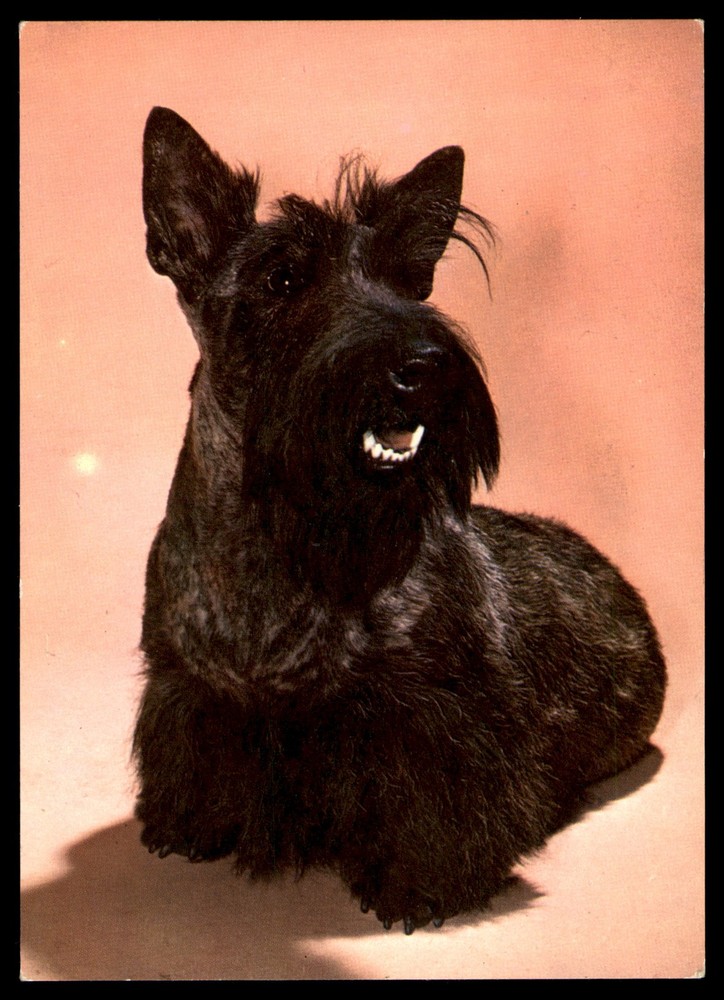 Postcard Black Scottish Terrier Portrait