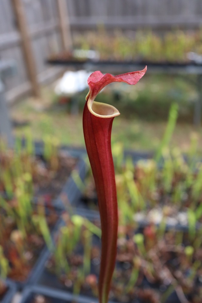 Sarracenia - 🔥🔥 Flava Atropurpurea Powhatan 🔥🔥