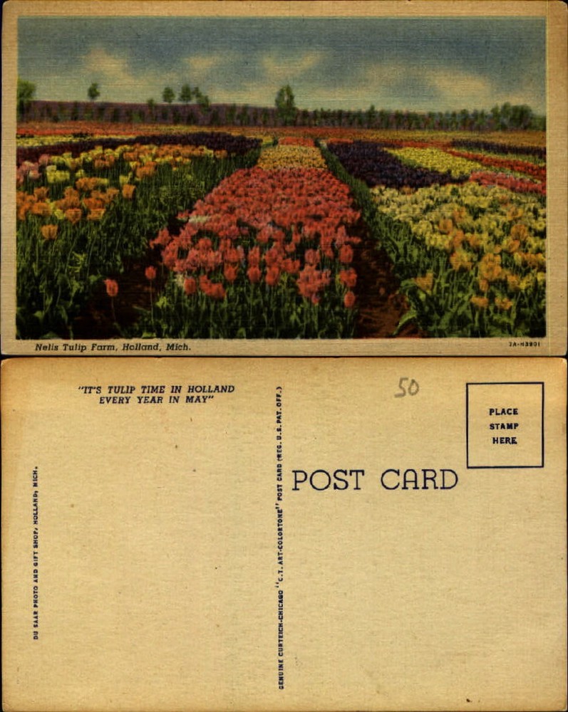 Nelis Tulip Farm Holland Michigan MI flowers linen unused vintage postcard