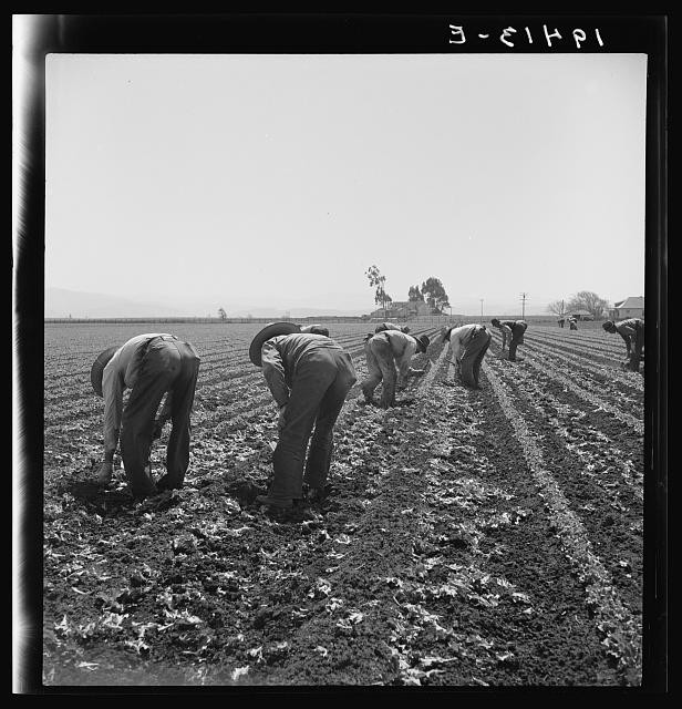 Salinas Valley California Filipino Boys Thinning Lettuce 1939 Farm Labor