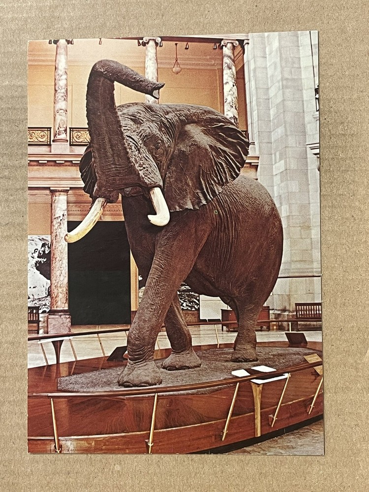 Postcard African Bush Elephant National Museum of Natural History Washington DC