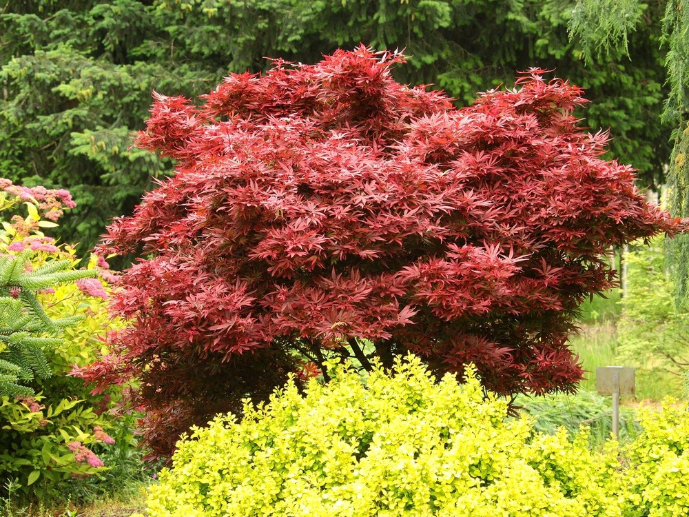 Acer palmatum 'Shaina' - Japanese Maple *Live Plant-image