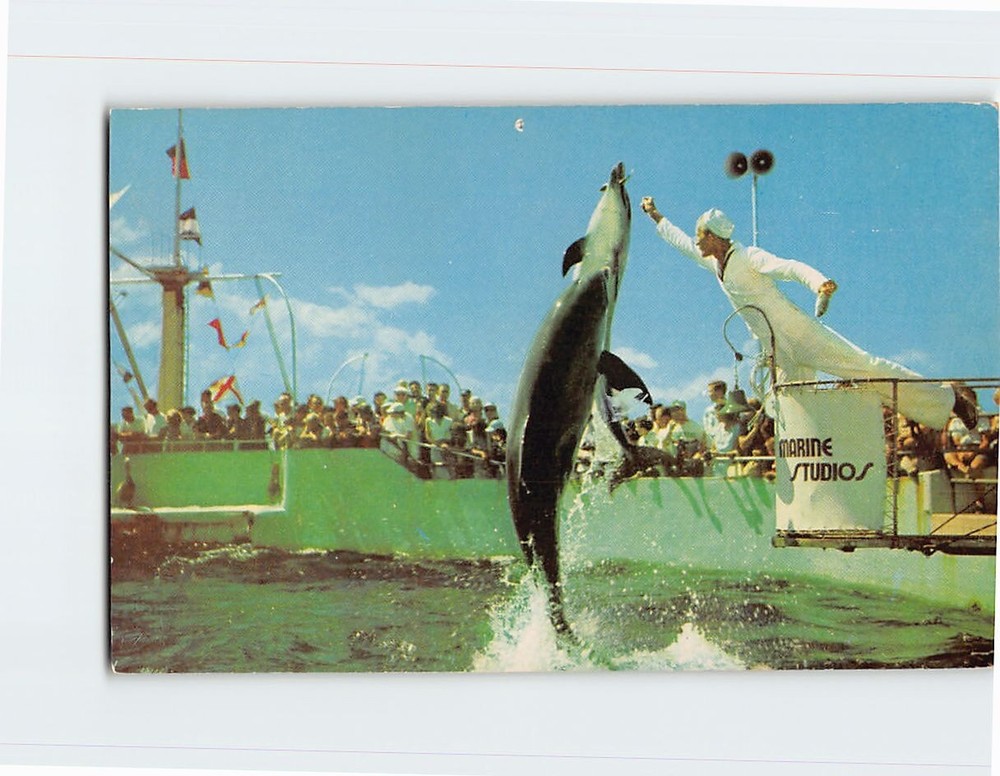 Postcard Porpoises Jump for Food Marineland Florida USA