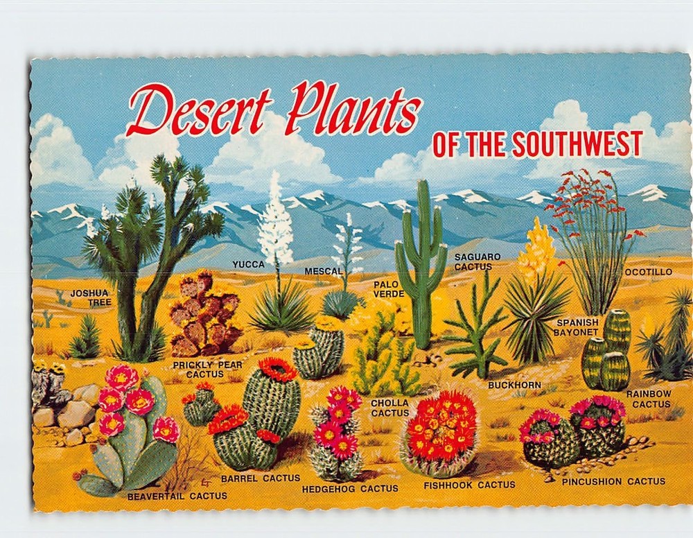 Postcard Desert Plants of the Southwest