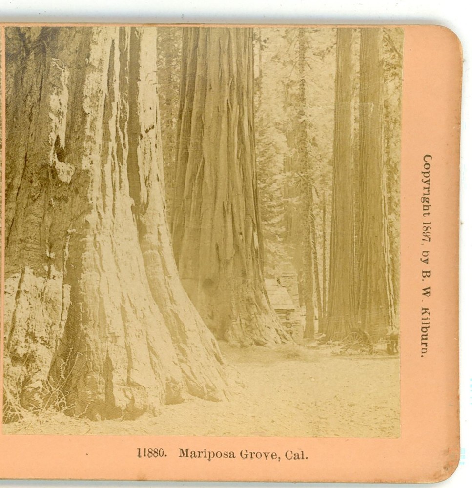 Mariposa Big Tree Grove Cabin Distant CA Kilburn Stereoview