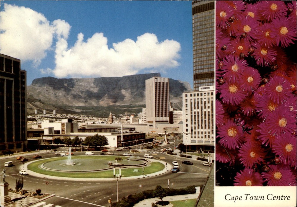 South Africa Cape Town purple vygies flower city center view ~ unused postcard