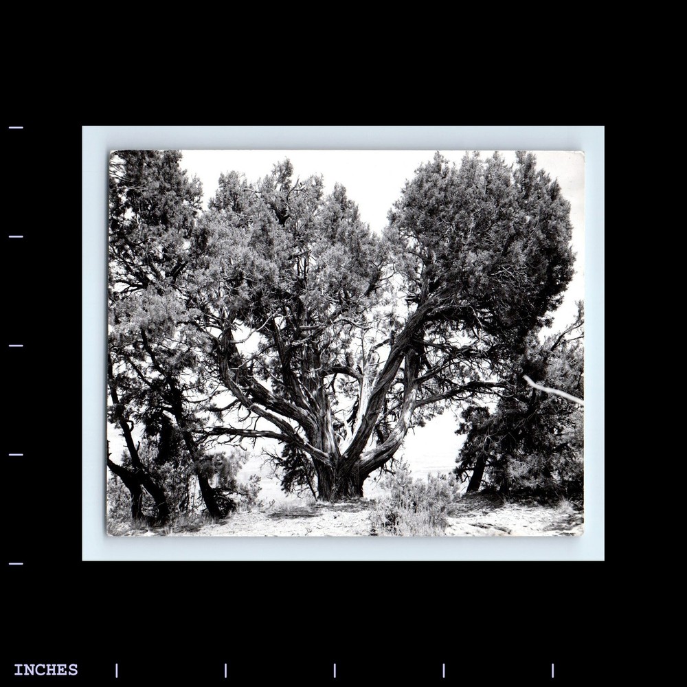 Old Vintage Photo TREE LANDSCAPE GRAND CANYON ARIZONA