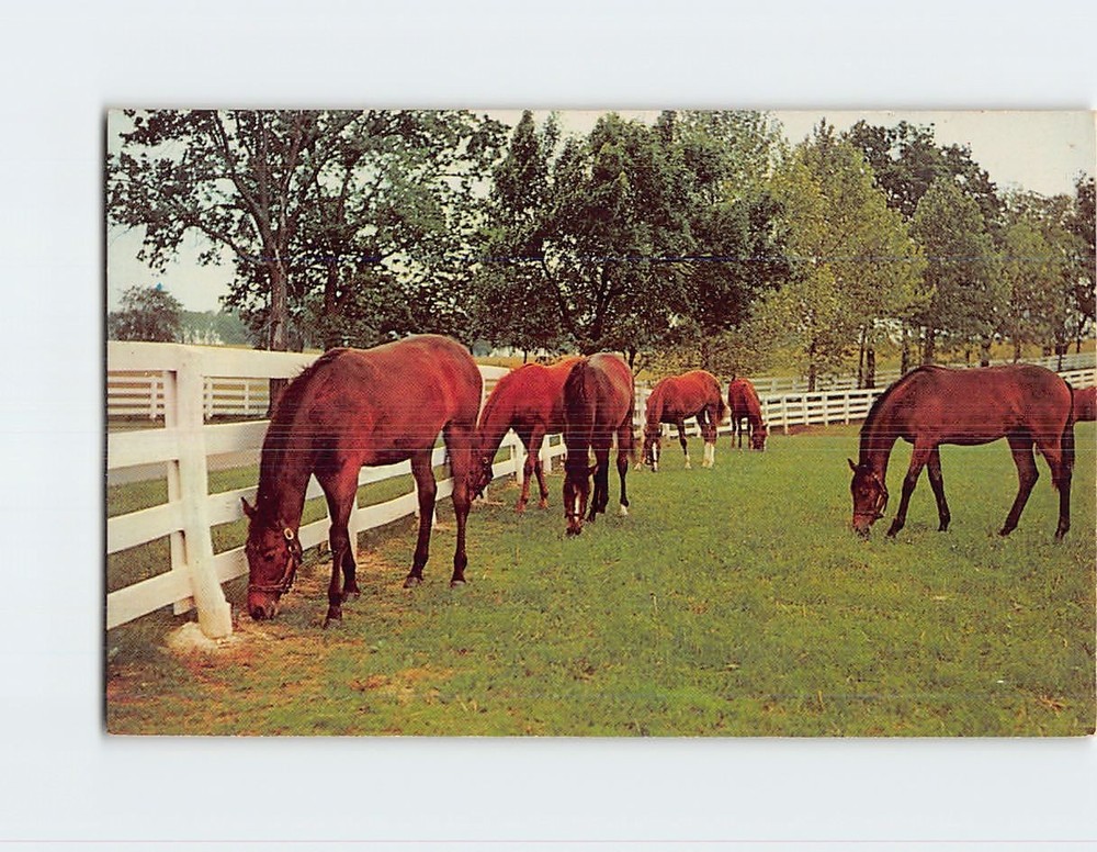 Postcard Green Pastures Greetings From The Pocono Mountains Pennsylvania USA