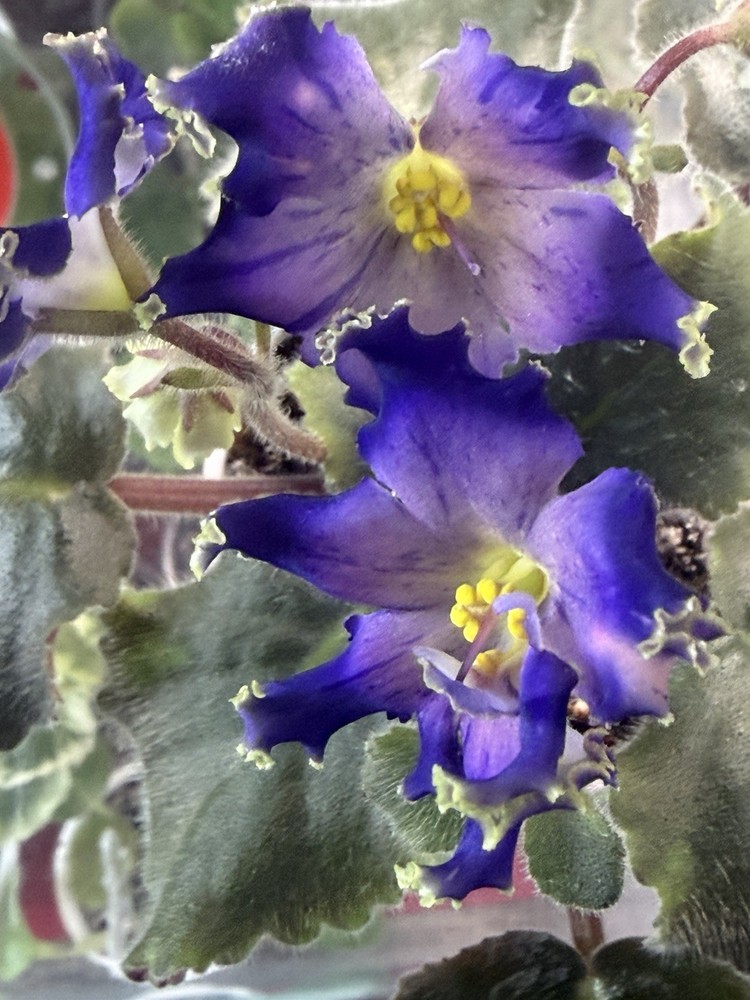 African Violet PLANT ~RM- Son Babochki- Starter RARE