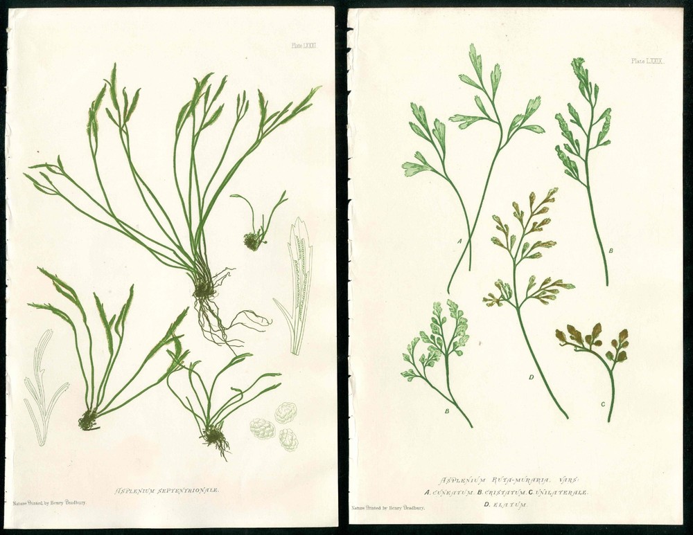 1859 Thomas Moore Orig Bradbury Nature Printed Fern 2 Antique Prints Asplenium