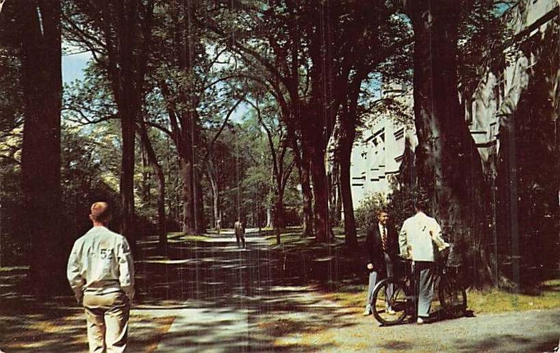Postcard NJ: McCosh Walk, Princeton University, New Jersey, 1950's Unposted