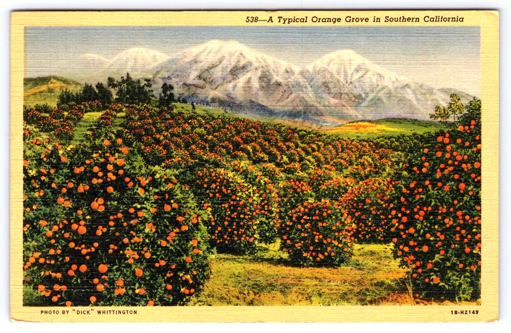 Vintage Postcard Typical Orange Grove Fruit Trees In Southern California Usa