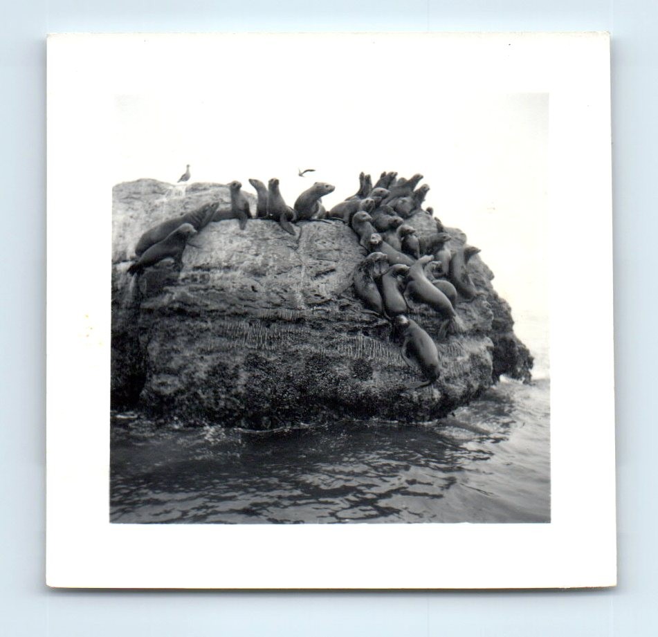 Old Vintage Square Photo SEALS SEA LIONS ON ROCK OCEAN SCENE SNAPSHOT PIC