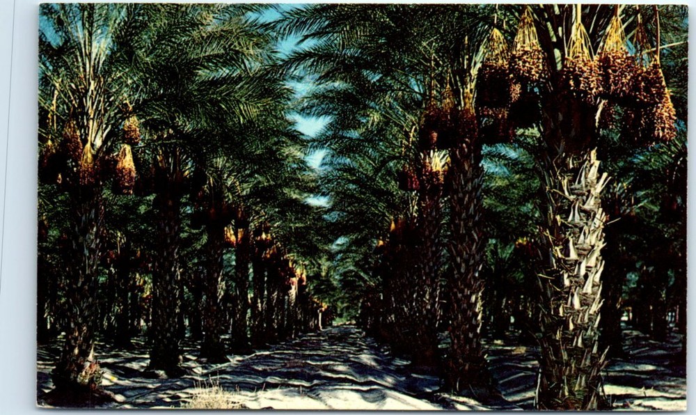 Postcard - Coachella Valley Date Garden - California, USA, North America
