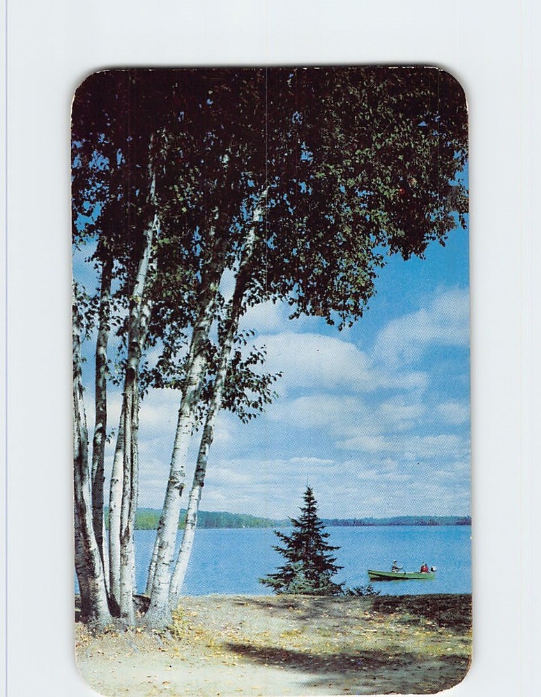 Postcard Birch Trees & Lake Nature Scene