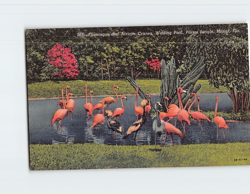 Postcard Flamingos & African Cranes at The Parrot Jungle Miami Florida USA