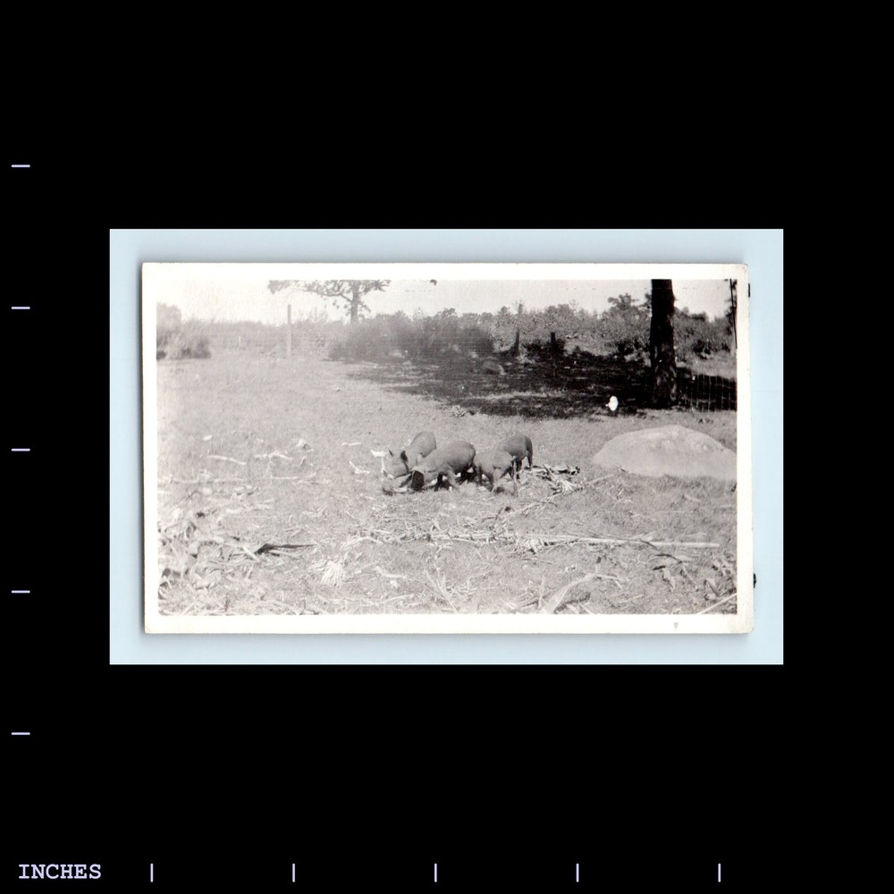 Old Vintage Photo PIGS IN FIELD