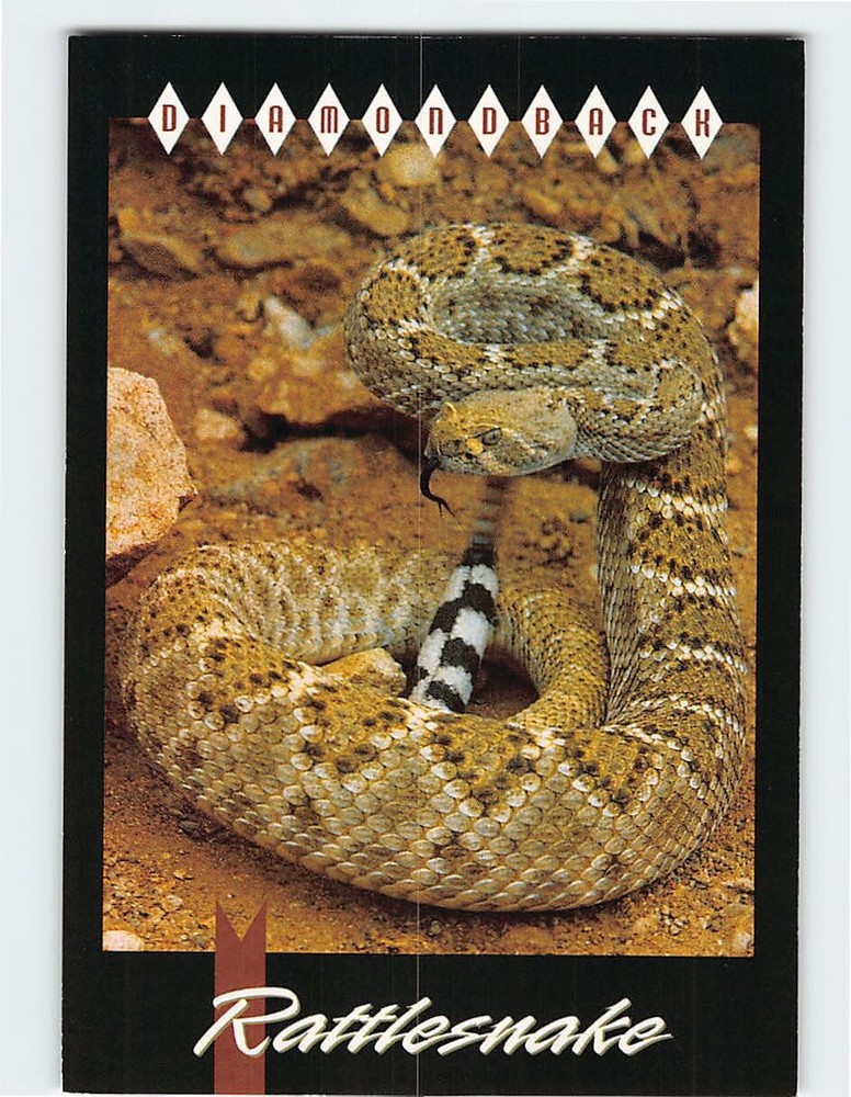 Postcard Diamondback Rattlesnake