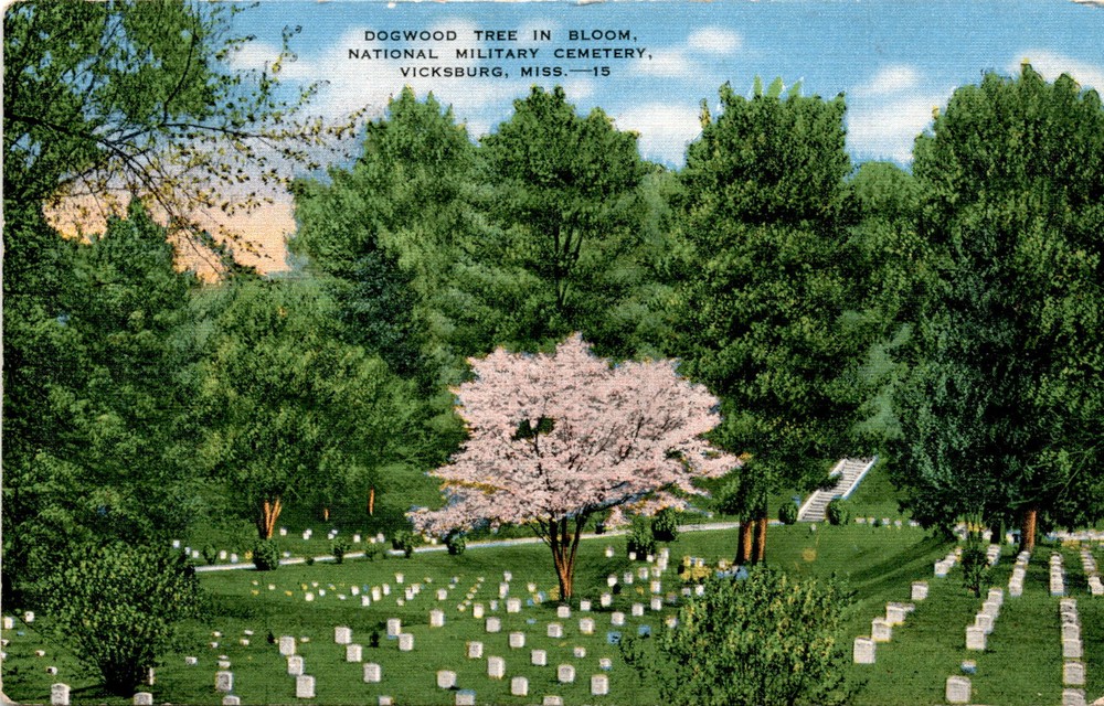 Dogwood Tree at Vicksburg National Military Cemetery Postcard