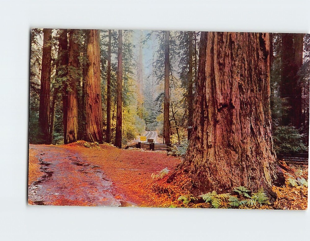 Postcard California Redwoods
