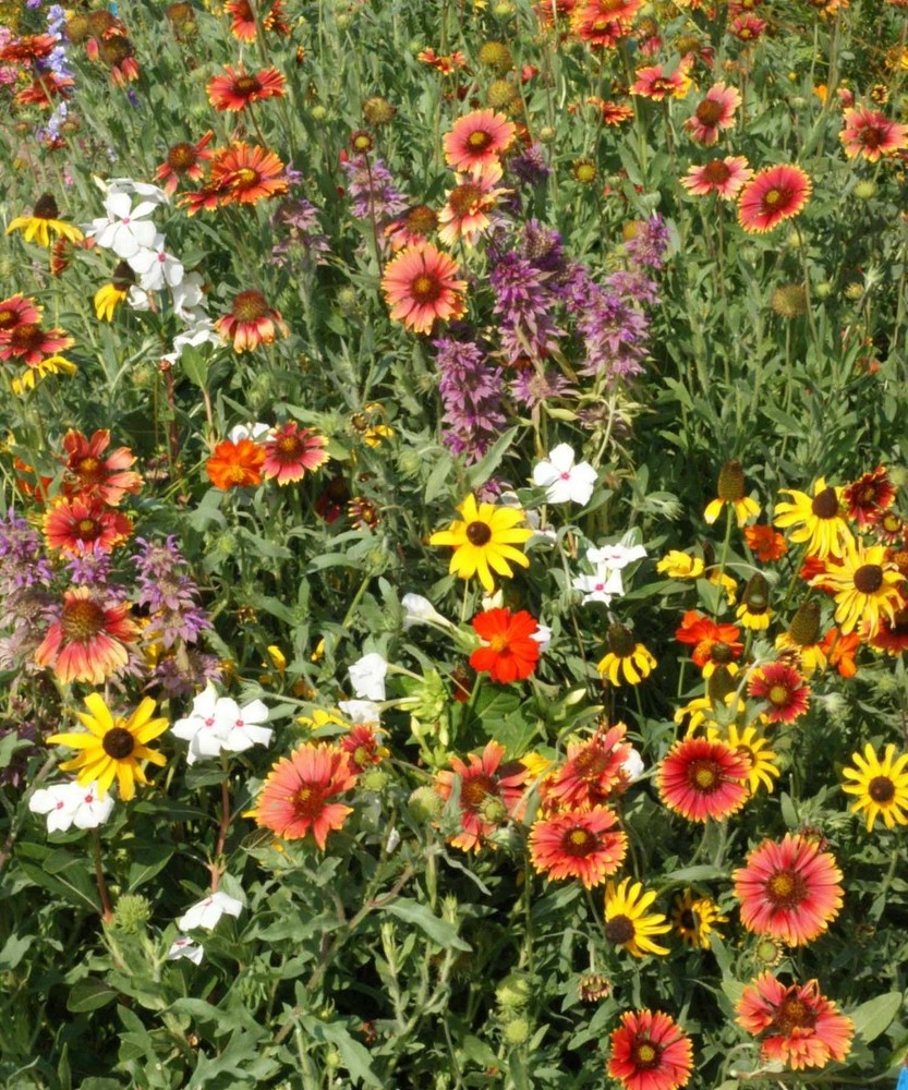 Florida & Gulf Coast Wildflower Mix Seeds - Annuals and Perennials - ST22