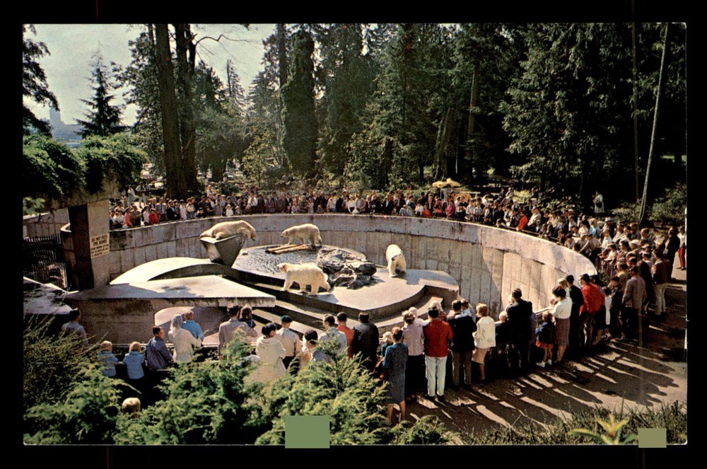 Polar Bears Stanley Park Vancouver BC Canada Postcard Unp
