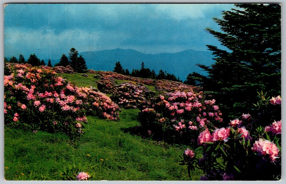 Vtg Postcard Rhododendron Gardens Roan Mountain, TN 1950s